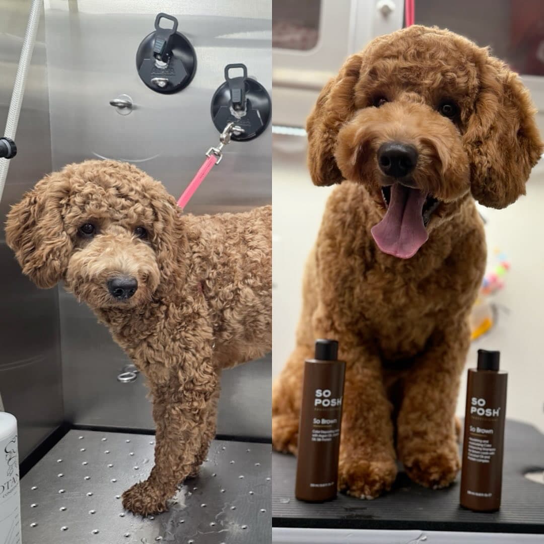 so brown color depositing kit