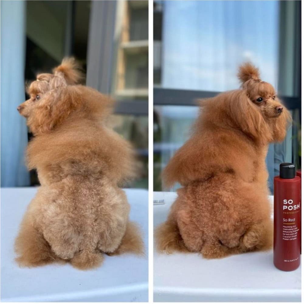 so red sampon pentru blana roscata